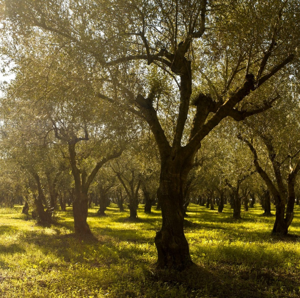Olive grove in Filiatra, Messinia